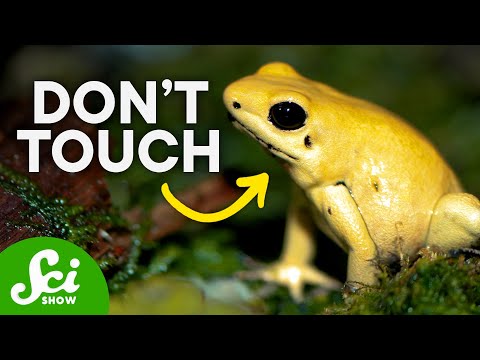 Video: Poisonous animals