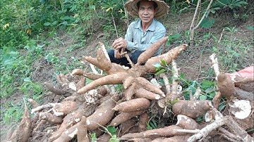Harvest cassava, This year