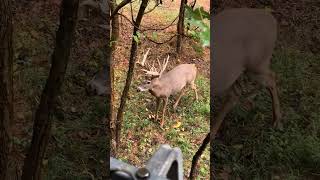 Pretty deer.. where would you love to hit him? #huntinglife #whitetail #hunting #bigbucks #bowhunt