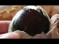 #asmr #cracking century duck egg peel #short #viralyt #trendingvideo #viral #highlights #centuryegg