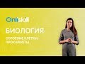 Биология 6 класс: Строение клетки. Прокариоты