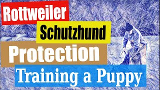 #1460 How to start working a puppy in protection. screenshot 3