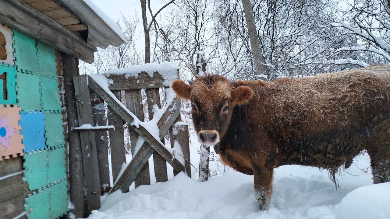Выпустили зубра на прогулку. Живём в глухой деревне на краю леса. - YouTube