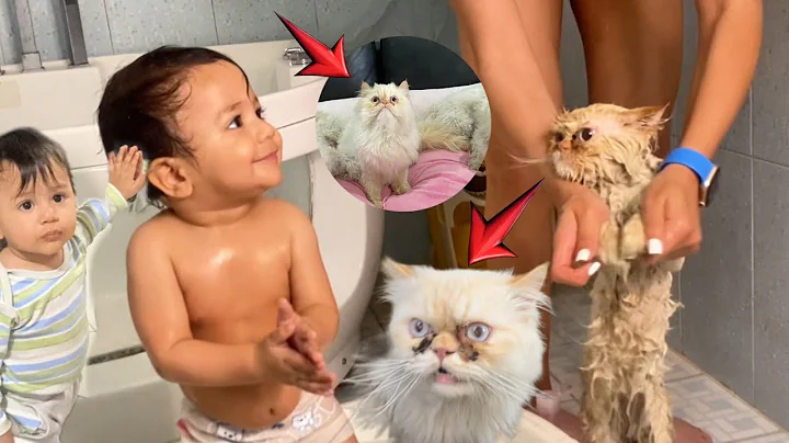 Video 11858501: persian cat bathing, white fluffy persian cat, persian cat white baby, persian cat's wild, cat bathroom, cat washing