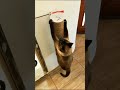 Arranhador de Papelão para Gatos CatDance Gatton - #shorts