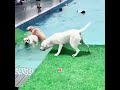 The dog became a hero after losing weight.#pets #dog #cute #shorts #funny