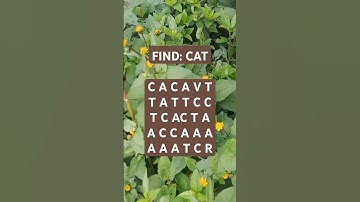 Observation Visual Test: 5 Seconds ForYou To Spot CAT. Try Your Skills! #search #puzzle #shorts