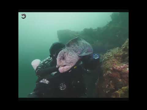ЗУБАТКА с ЧЕЛОВЕЧЕСКИМ ЛИЦОМ
