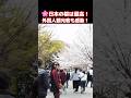 🌸日本の桜は最高!外国人観光客も絶好のお花見日和を満喫!大阪城公園に咲き誇る桜に感動する外国人観光客 #外国人の反応 #桜 #大阪