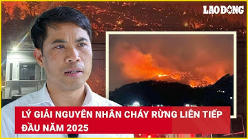 Lý giải nguyên nhân cháy rừng liên tiếp đầu năm 2025 | Báo Lao Động