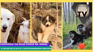 Convivenza tra razze diverse nel gregge: Pastore della Sila e Pastori Maremmano Abruzzese