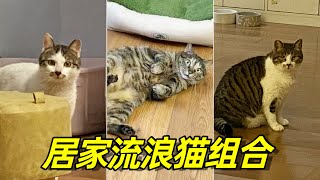 【直播】居家流浪貓組合首次集體賣萌真沒把自己當外貓了李喜猫