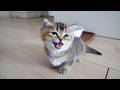 Here’s the kitten that keeps meowing as if it has something to say…