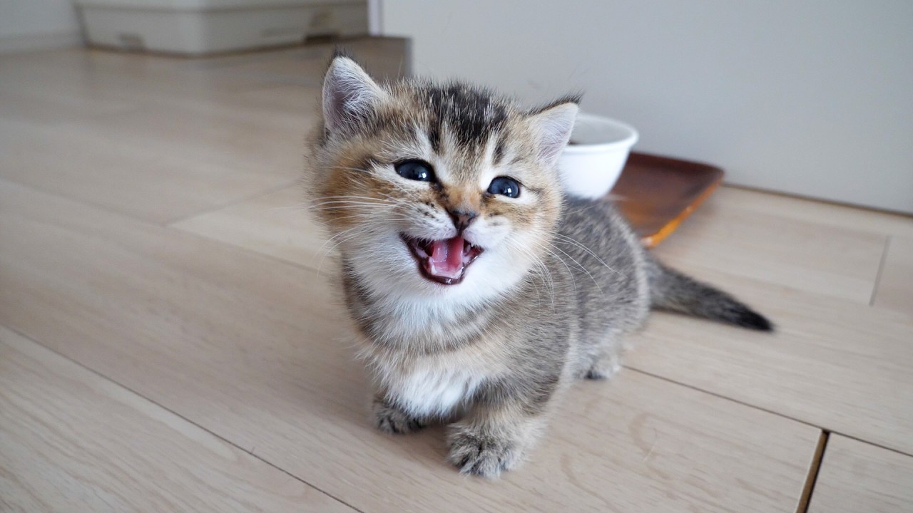 Here’s the kitten that keeps meowing as if it has something to say…
