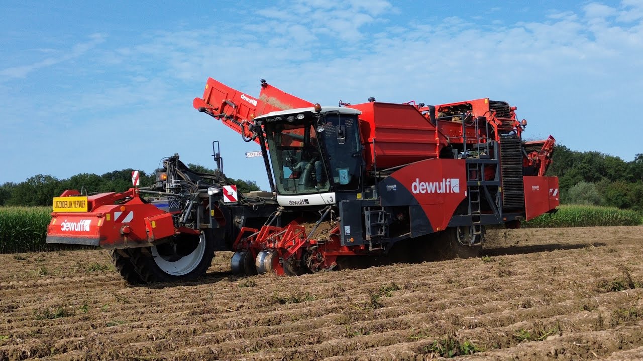 Les Patates dans les Flandres en 2024