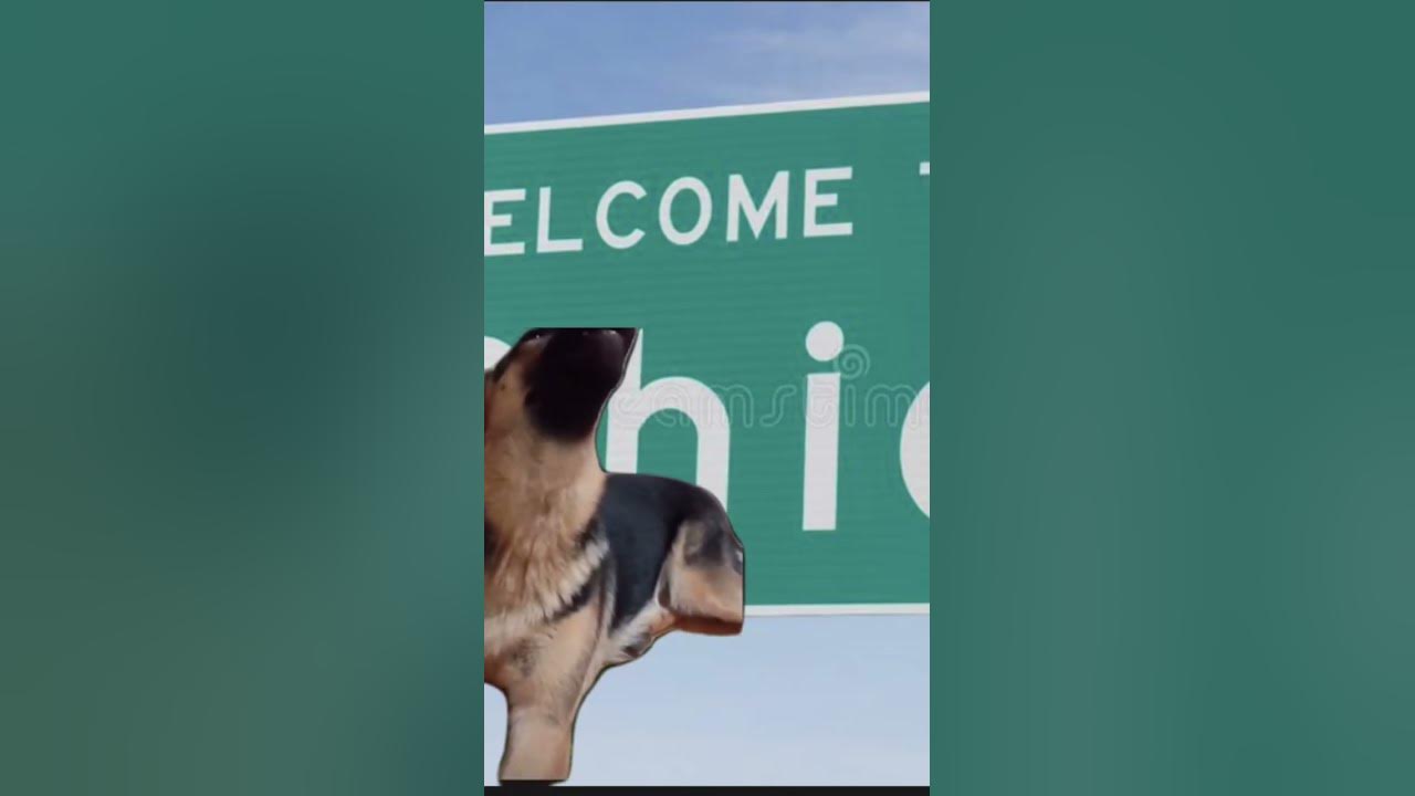 How Old Are Dogs When They Stop Coming Into Season