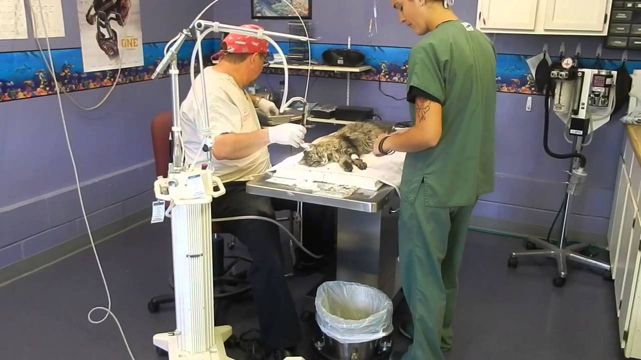 Cat ear surgery YouTube
