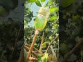 Smart idea for a tool to pick tall fruit from used bottles #shorts