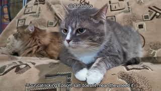 Why Your Cat is Eating Epsom Salt & What You Need to Know for Their Health