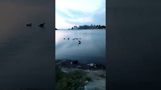 Цапля и утки в бухте Омега г Севастополь