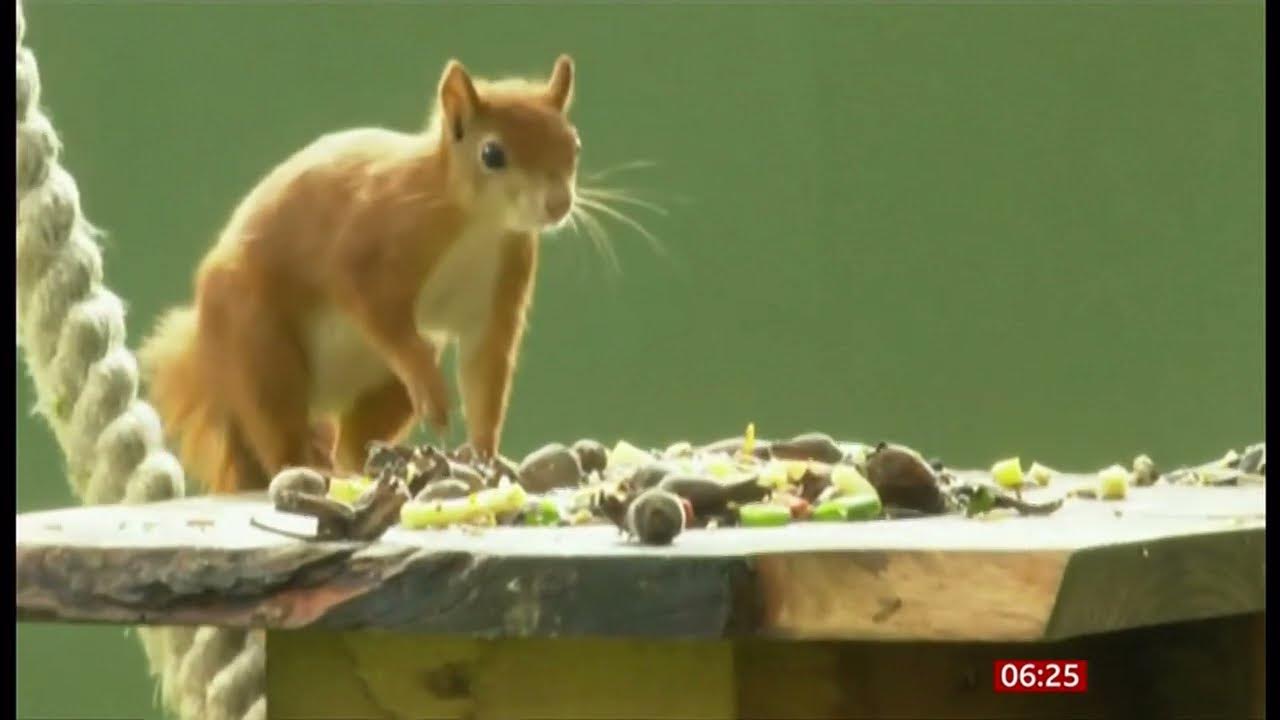 Four baby red squirrels (kits) released to help boost their population (UK) YouTube