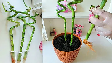 Jaké jsou bambusové dlaně?