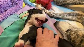 Aristaios Whippets Minx puppies getting playful at 3 weeks 2022.04.10 by AggieInCapeCod 230 views 2 years ago 5 minutes, 43 seconds