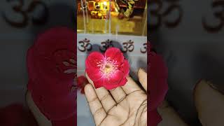 मिले हुए फूल कहा रखने से धन प्राप्त होता हैं 🙏🙏#vastushastra#ashtrology#pradeepmishra#yt