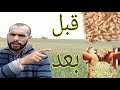 كيفية زراعة القمح بالمغرب بطرق حديثة وكيفية حصول على انتاج جيد من زراعة القمح 