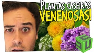 6 PLANTAS VENENOSAS QUE VOCÊ TEM EM CASA E NÃO SABIA