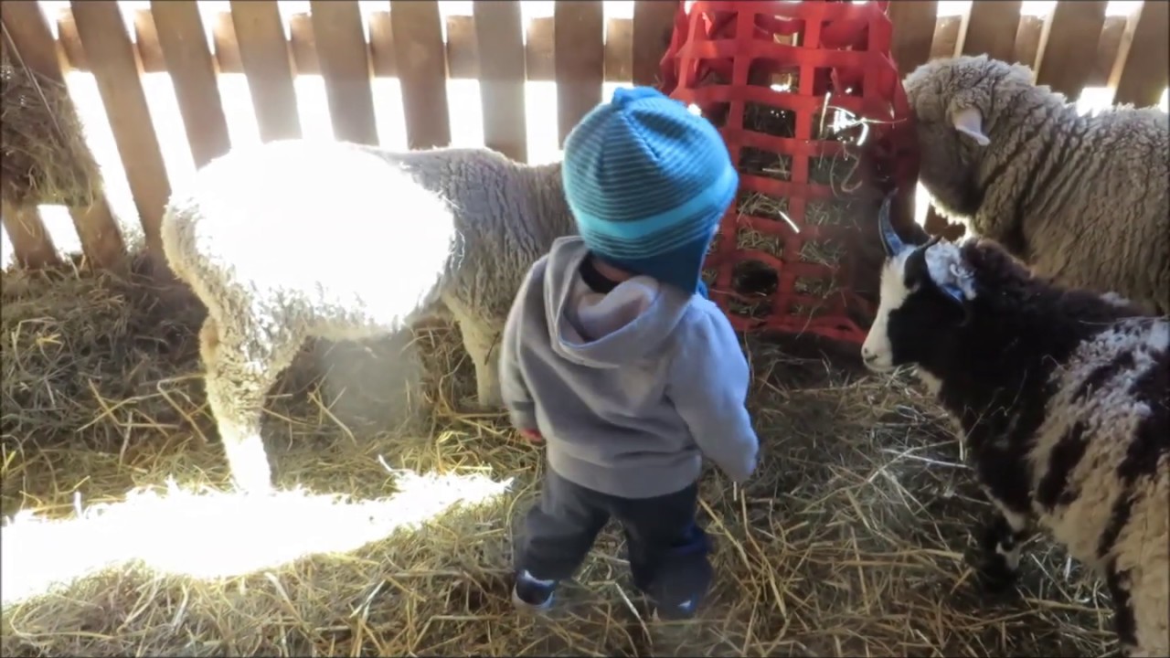 Maybury Farm Great Pumpkin Festival