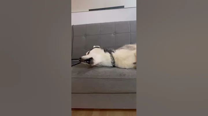 Guaranteed to MAKE YOUR DOG HOWL #shorts - DayDayNews
