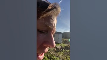 Preparing to plant Parsnip seeds