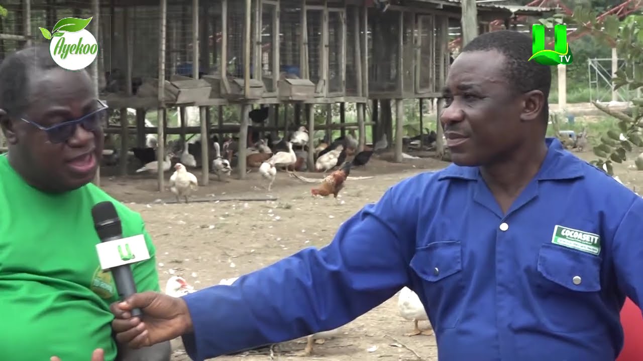AYEKOO: IT TAKES PASSION TO BE A SUCCESSFUL POULTRY FARMER  - TARKWA GOLDFIELDS ACCOUNTANT