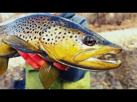 How to Catch BIG Boise River Trout (in the summer)