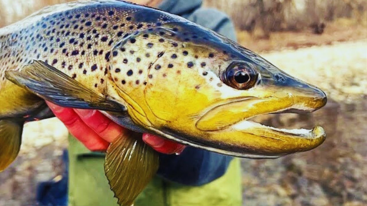 How to Catch BIG Boise River Trout (in the summer) YouTube