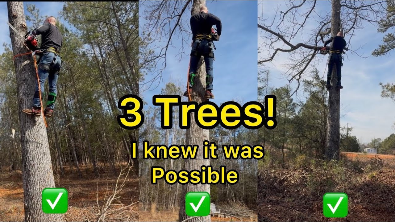 Must watch! I Went From 0 Experience to Climbing 3 Trees 🌲 in One Day | Plus Tips that Helped Me