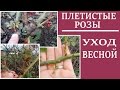 Уход за плетистыми розами весной