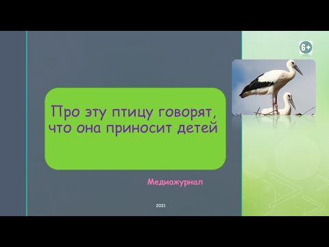Медиажурнал «Про эту птицу говорят, что она приносит детей»