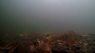 Underwater River Lee/Lea Broxbourne Perch