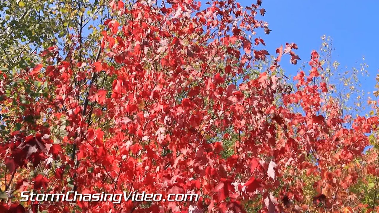 9/19/2014 East Central Minnesota Early Fall Color Burst