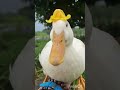 Soothing Duck Quacks For Deep Sleep