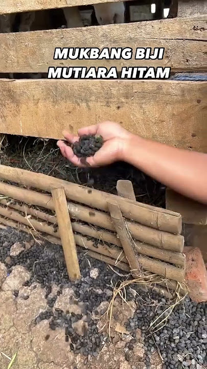 Dede inoen makan tau kambing #fyp #viralvideo #shortvideo #hiburan #lucu #ngakak #dedeinoen #mukbang