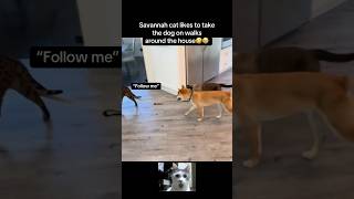 Follow me🤣 #fyp #viral #animals #cats #cat #dog #dogs #cute #funny #walk #fypシ #shorts #ytshorts