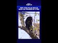New York Police Rescue Bear Cub Stranded In A Tree