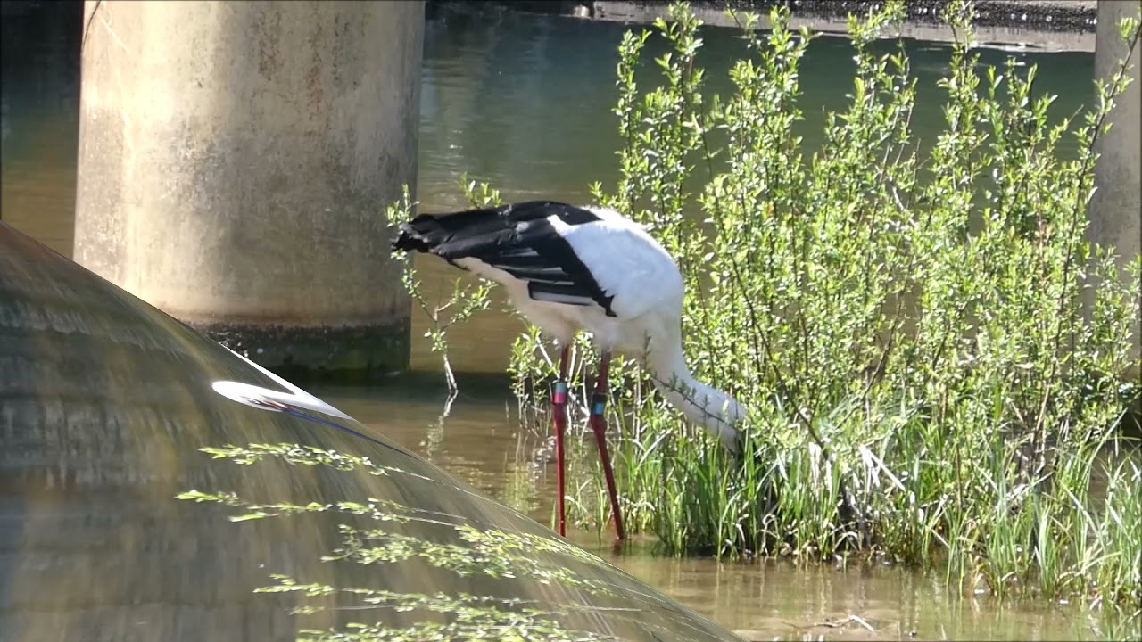 Japanese Oriental Stork コウノトリ