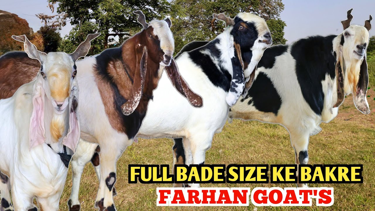 Full Bade Size Ke Kota Bakre Big Frame At Farhan Goat’s 