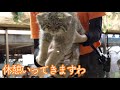 【コマヌルその4】これからお昼の休憩なのニャ@那須どうぶつ王国 Pallas’s Cats