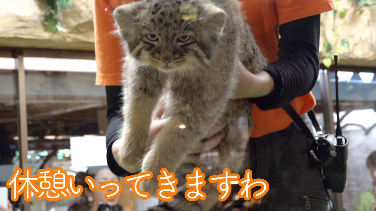 【コマヌルその4】これからお昼の休憩なのニャ@那須どうぶつ王国 Pallas’s Cats