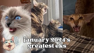 ekekekkekkek compilation  BEST Cat Chirping Chattering of January 2024
